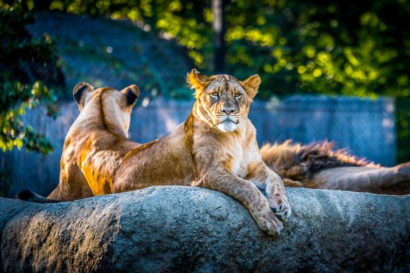 Lionesse Lion Predator Wild Animal 4k