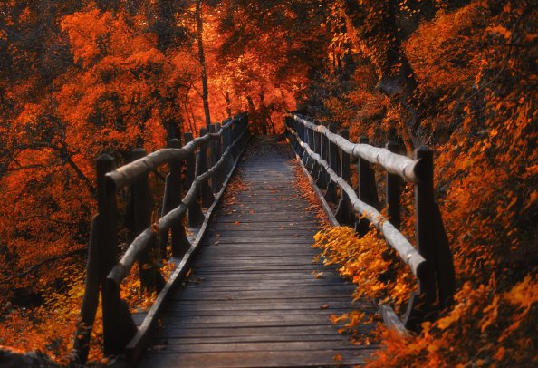 Orange Leaves Bridge