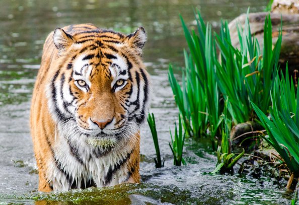 Bengali Tiger 4k
