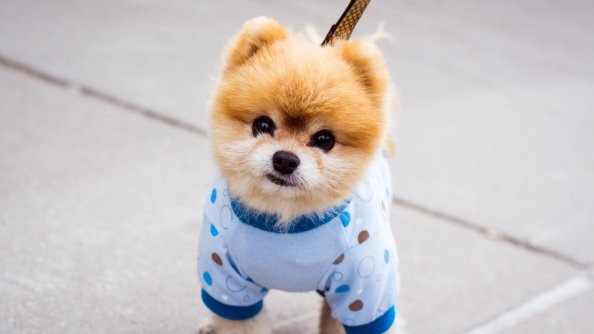 Boo