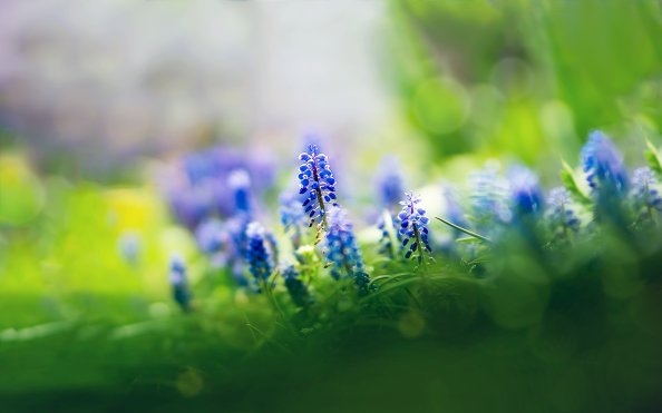 Beautiful Muscari Flowers