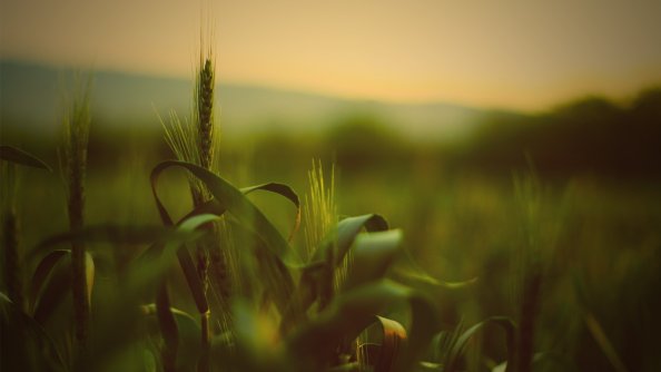 Wheat Spikelets