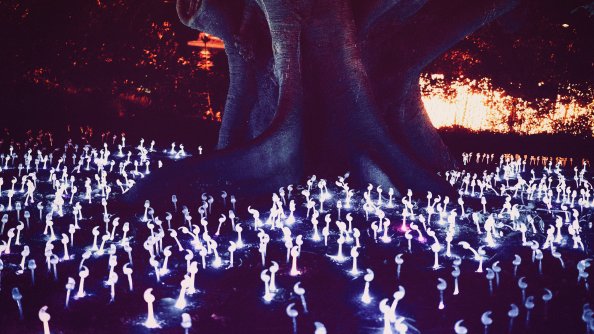 Flowers Forest Magic Daylight 4k