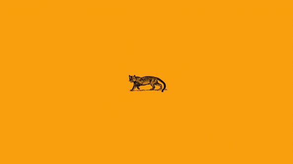 Wild Cat Minimal 4k