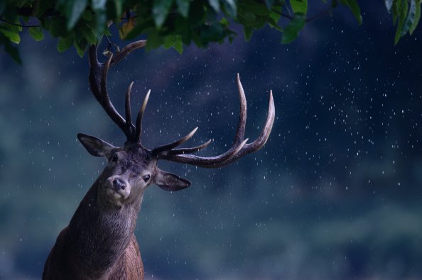 Deer Rain Maker