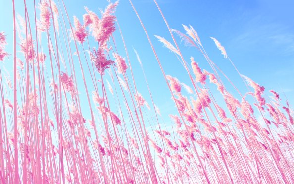 Pink Grass On Fields