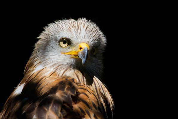 Eagle Red Kite Black Beak 4k