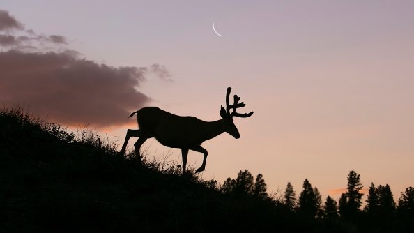 Reindeer Silhouette