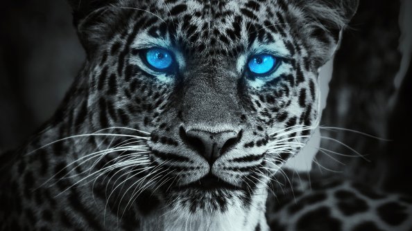 Tiger Glowing Blue Eyes