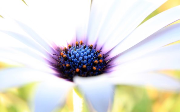 Purple White Flower