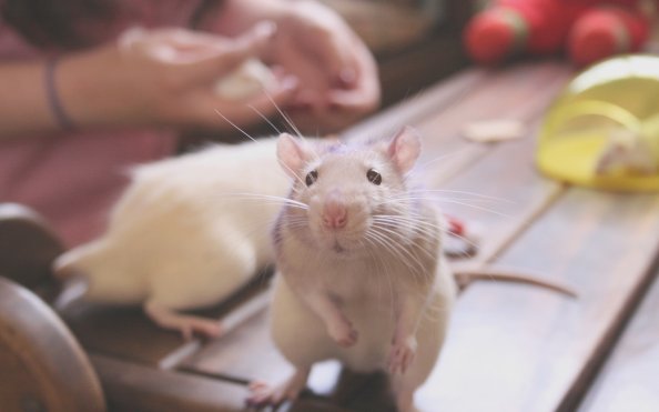 Rat Cute