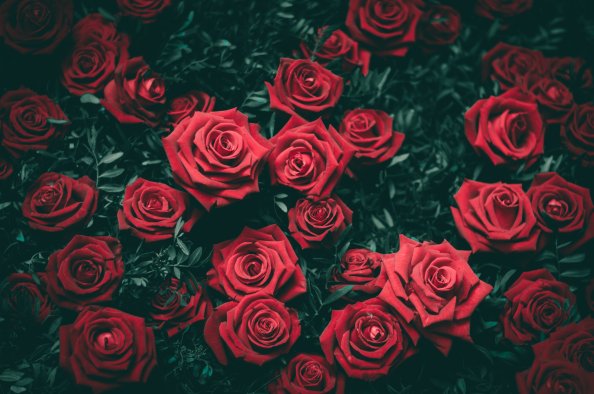 Rose 5k