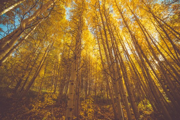 Golden Fall Season Forest 5k
