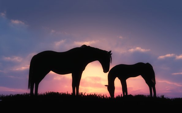Horses Sunset