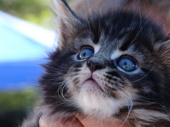 Fluffy Kitten Cute