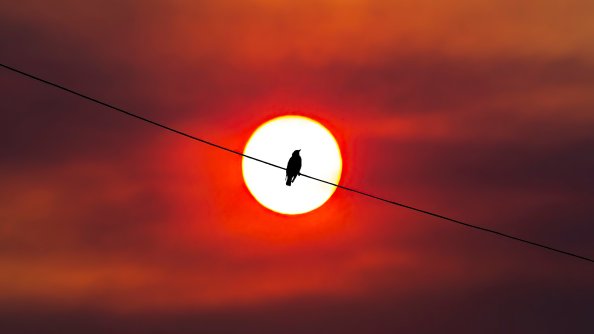 Bird Silhouette Sunset 4k