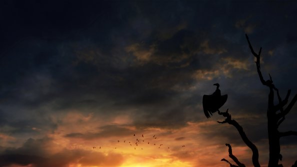 Bird Silhouette Skyscape