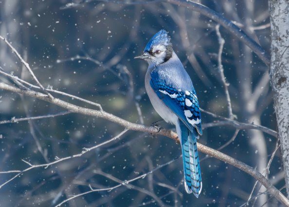 Blue Jay Bird 4k