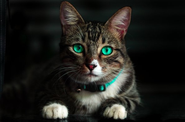 Cat Green Eyes 4k
