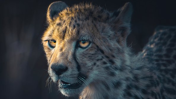 Cheetah Portrait