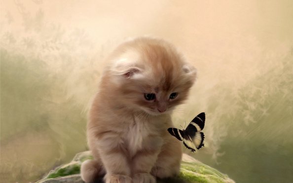 Kitty Playing With Butterfly