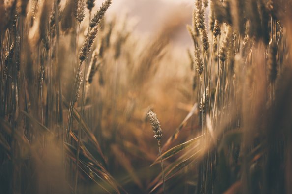 Wheat