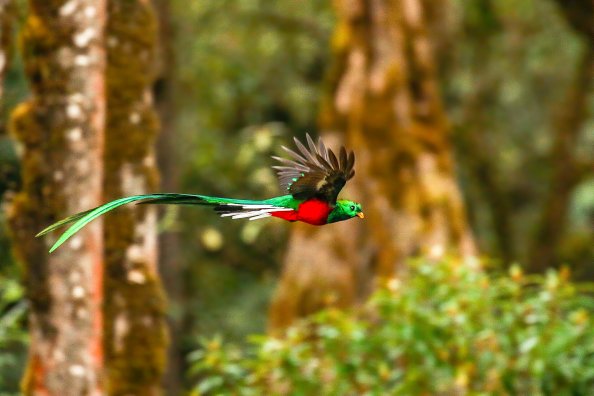 Resplendent Quetzal 4k