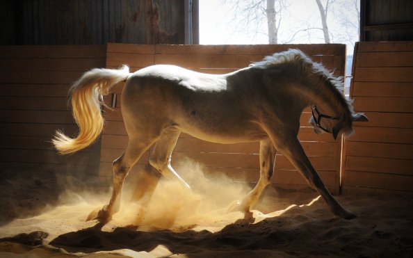 Adorable White Horse