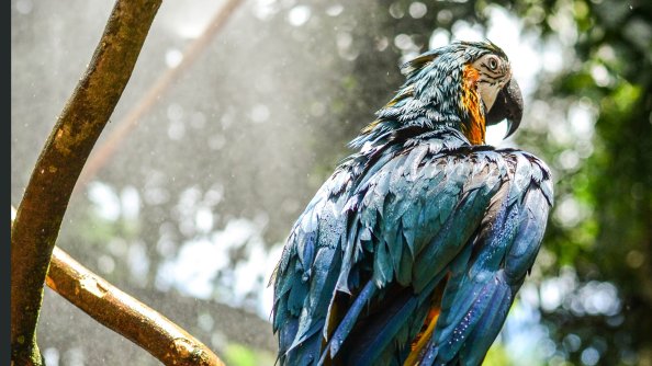 Blue Macaw 4k