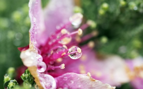 Droplets Flower