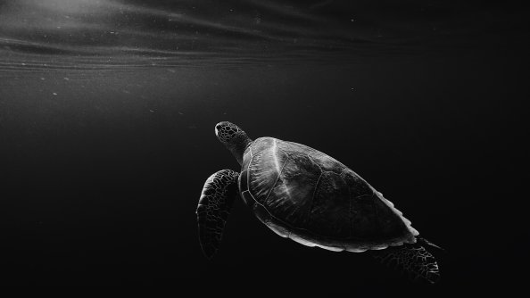 Turtle Oled 4k