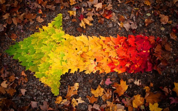 Autumn Leaves arrow