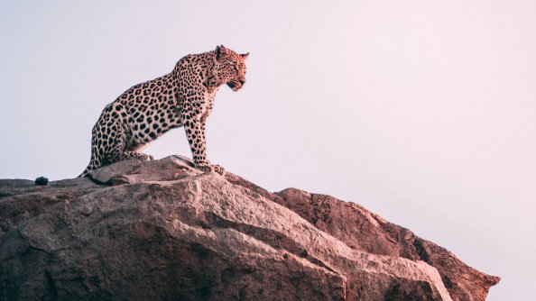 Cheetah Sight