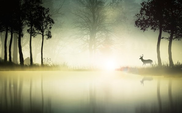 Mystic Forest
