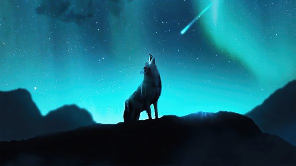 Fox Howling Night Stars 4k