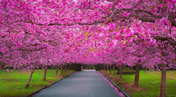 Cherry Blossom Park