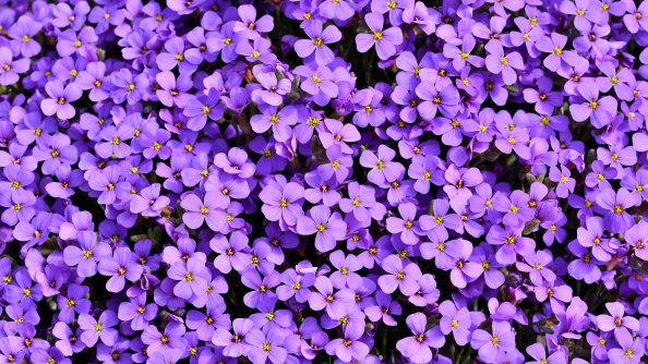 Purple Flowers Background 5k