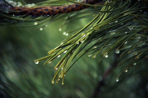 Water Drops On Green Pine 4k