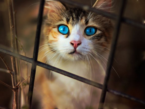 Cat Blue Eyes