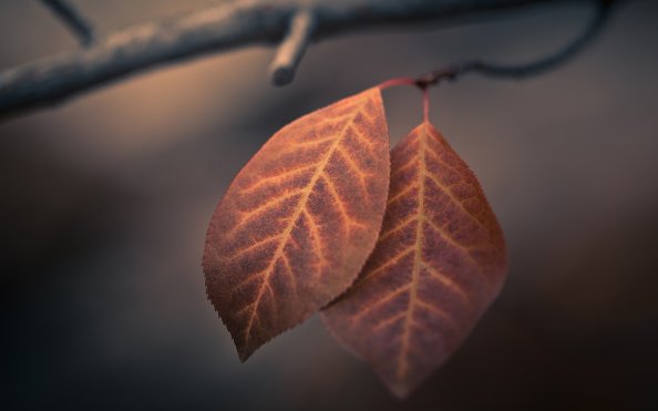 Autumn Macro Leaves