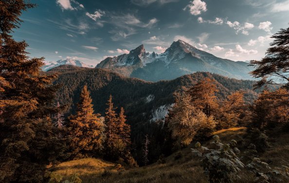 Forest Mountains