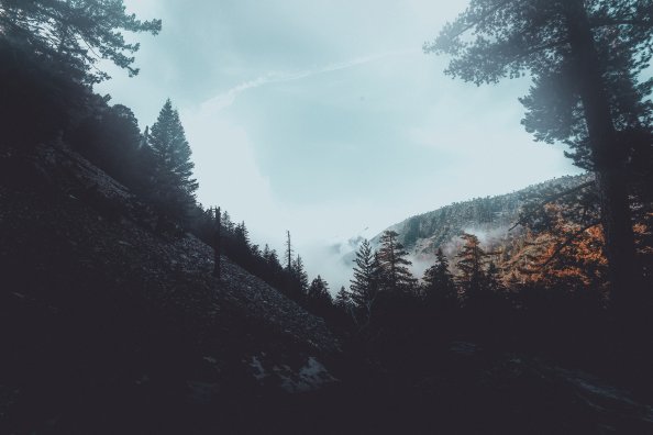 Forest Foogy Mist Pine Trees Woods