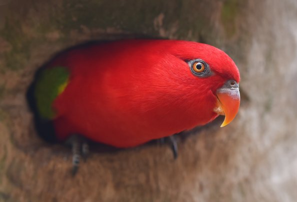 Red Parrot Portrait