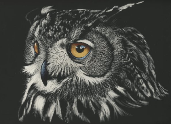 Owl Painting 4k