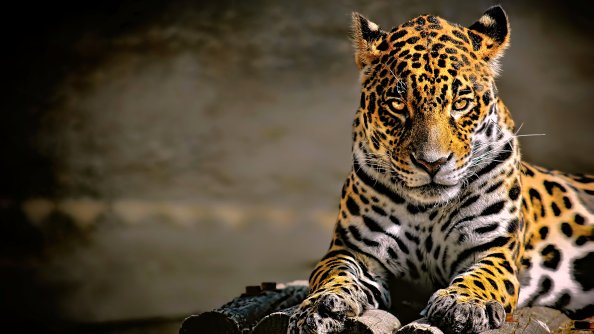 Leopard 4k Glowing Eyes