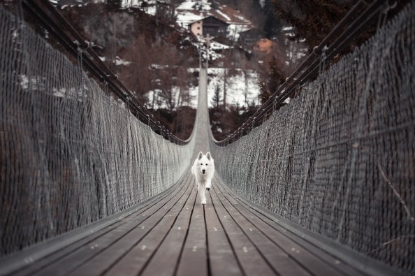 Dog Running Bridge 5k