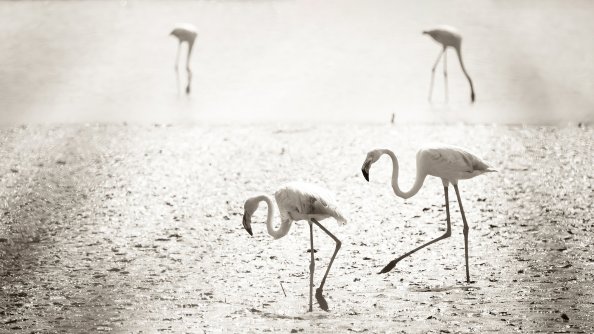 Flamingos At Camargue France 4k