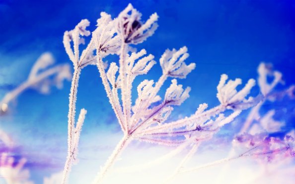 Fantasy Winter