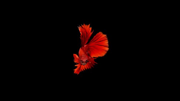 Betta Fish