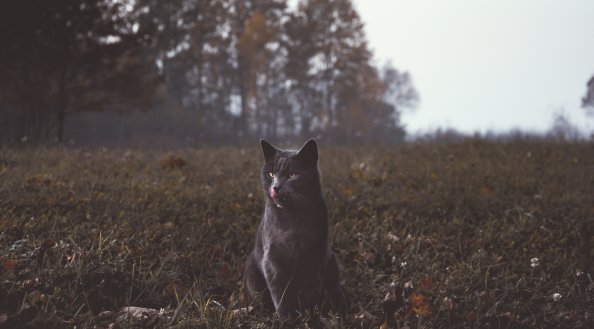 Wild Cat 5k